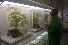 Chambres climatiques pour l'élevage d'insectes, de plants sains et l'étude des interactions plantes/insectes (NS2-2)